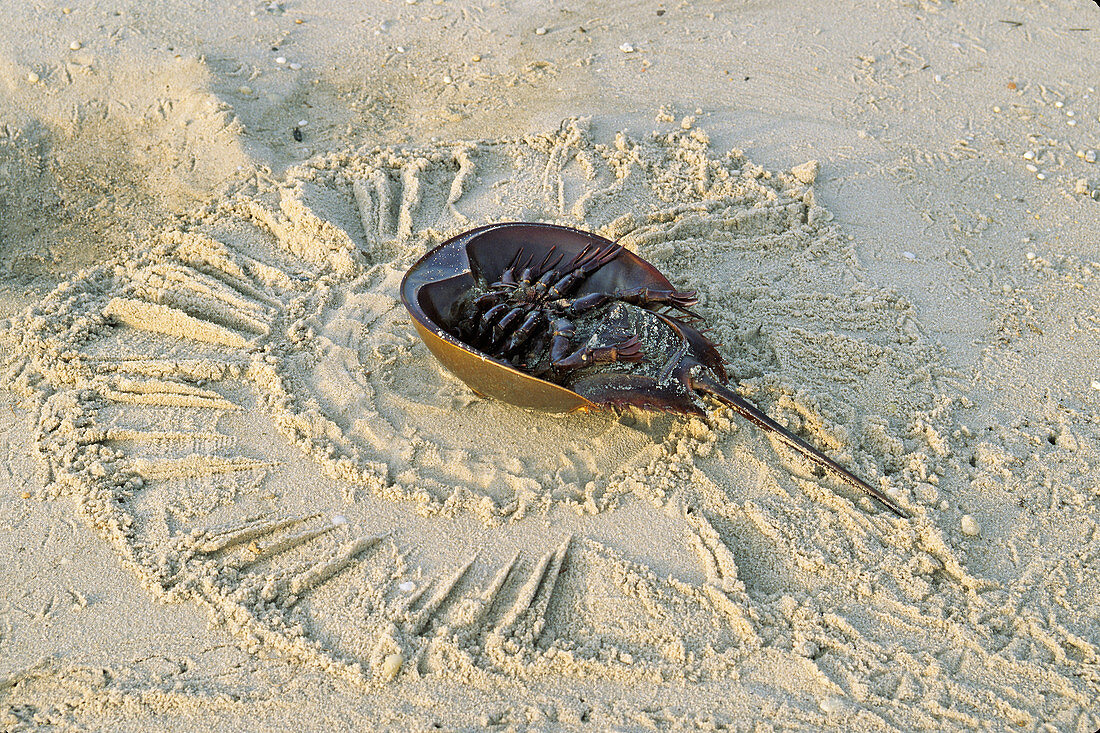 Stranded Horseshoe Crab