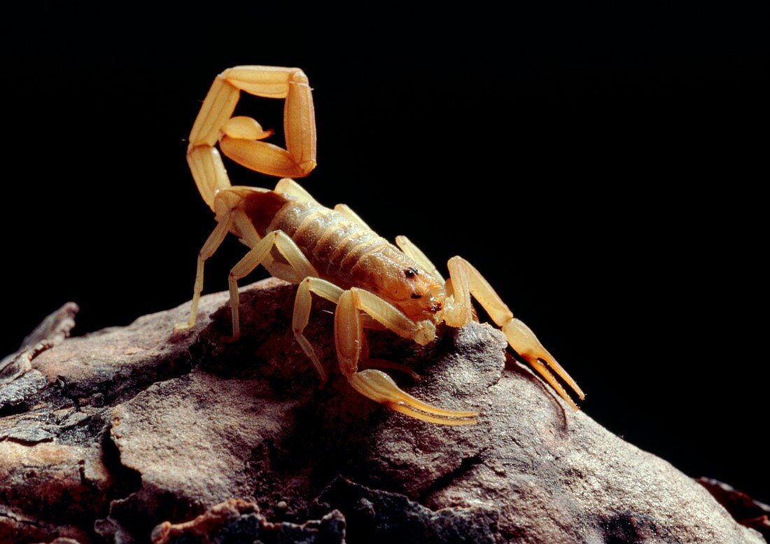 Bark scorpion