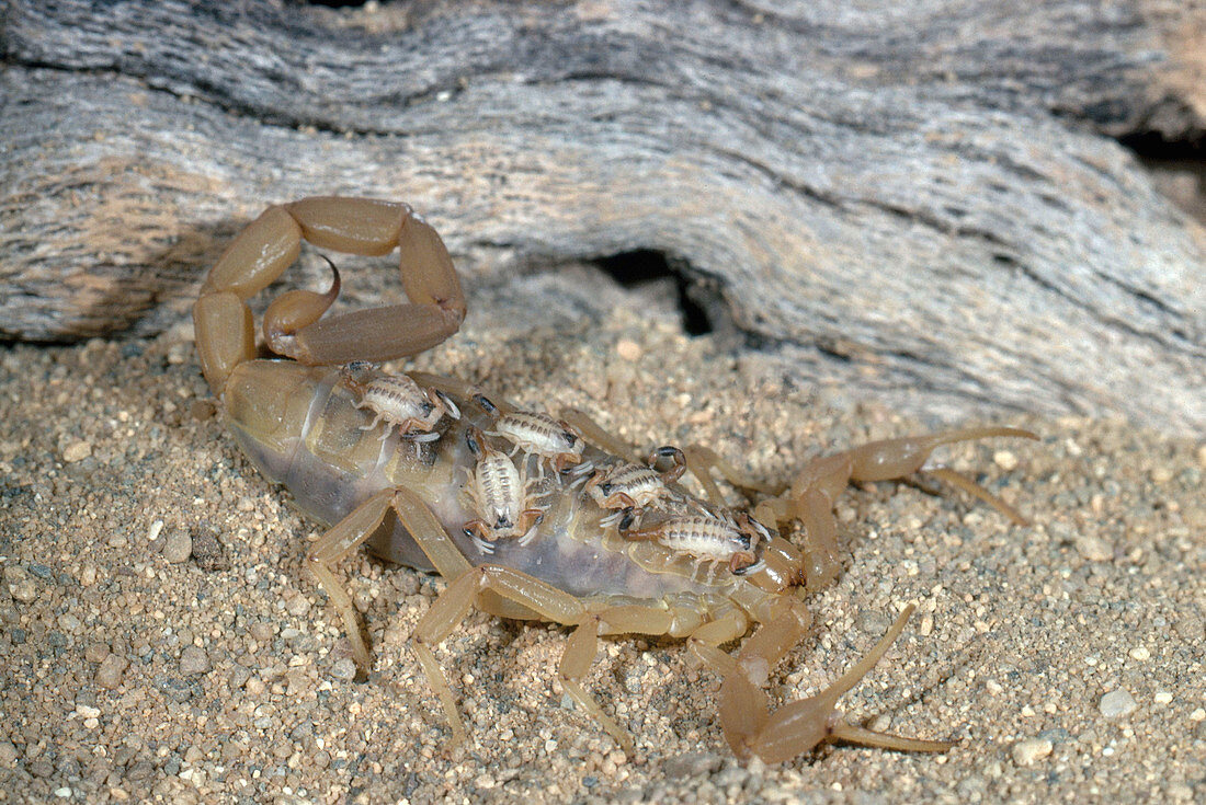 Scorpion with Young