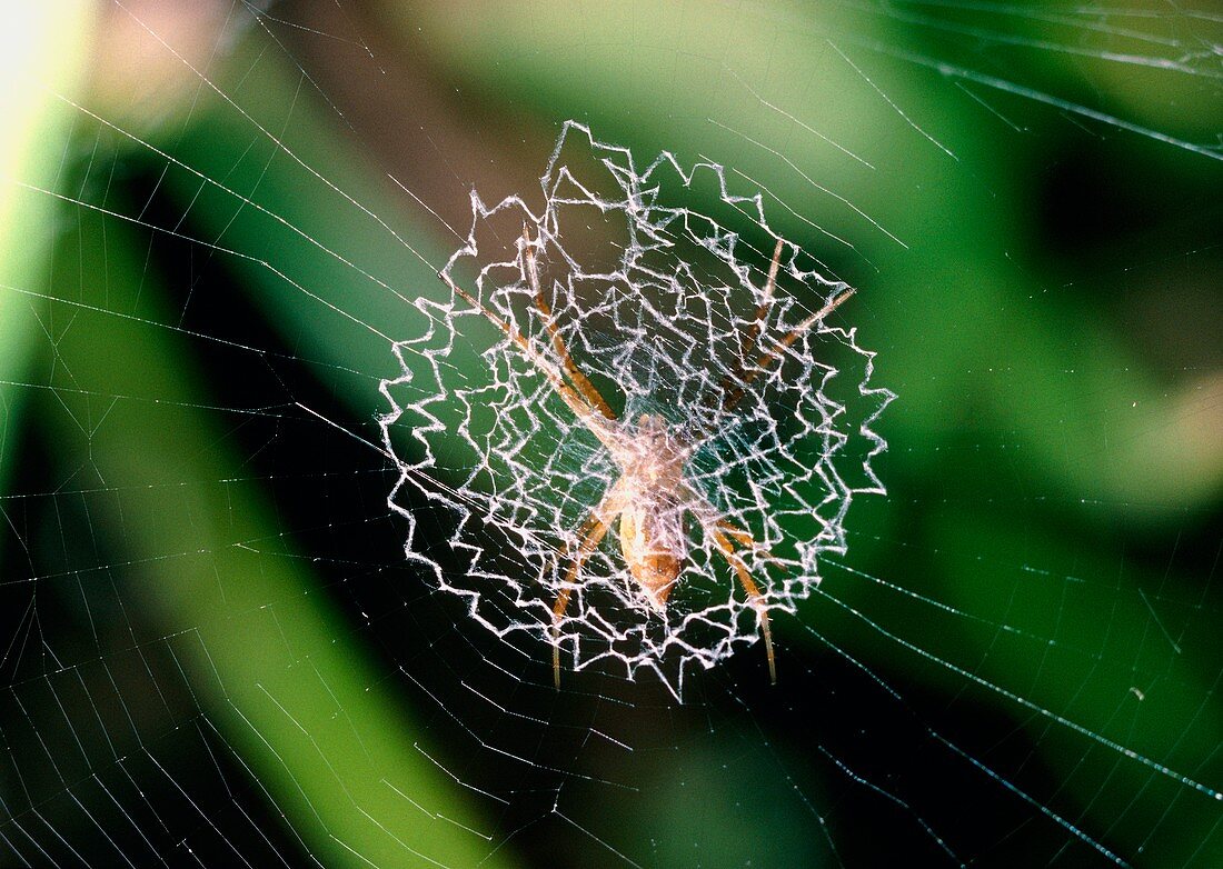 Spider in the centre of its orb web