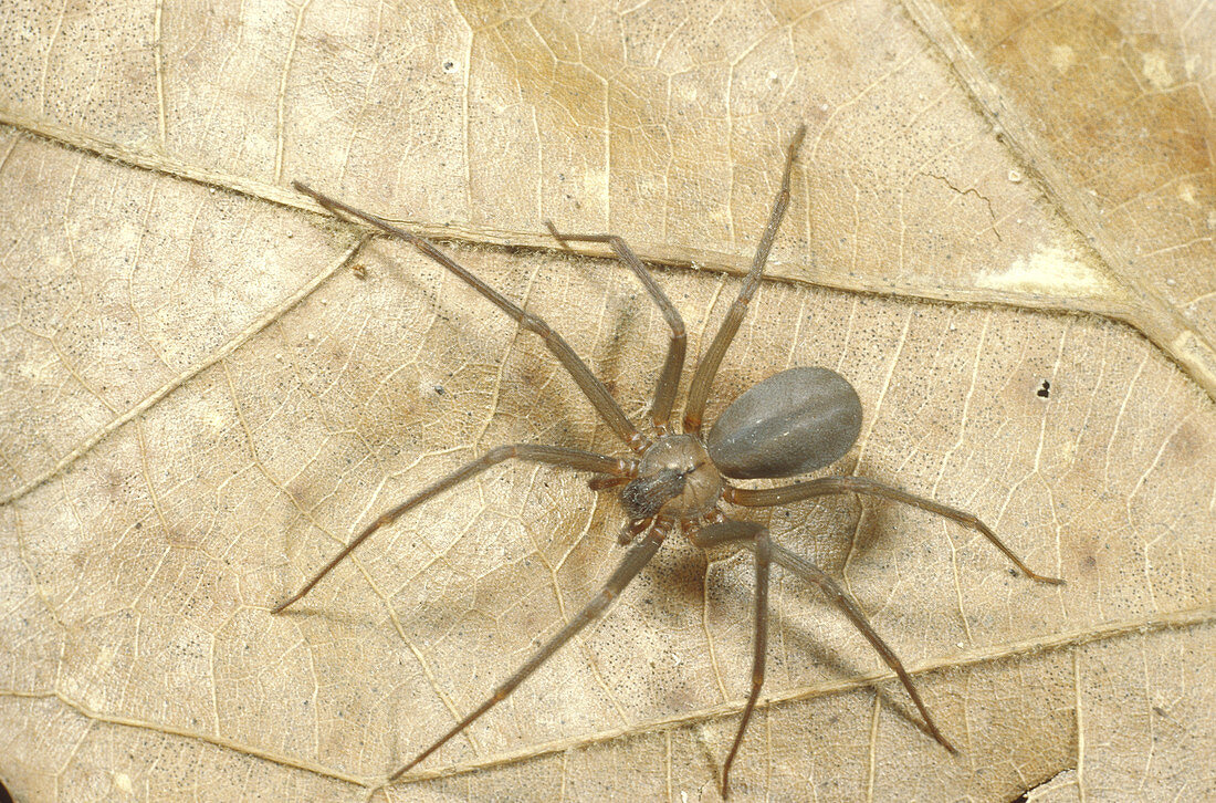 Brown Recluse Spider