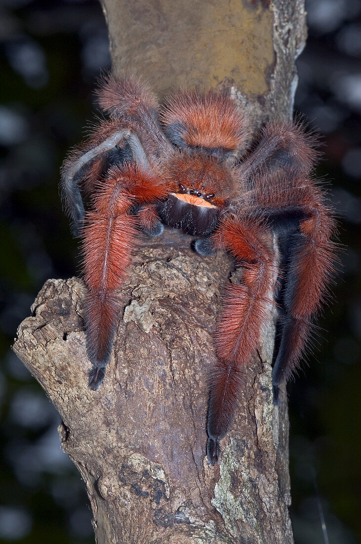 Rare spider from Madagascar