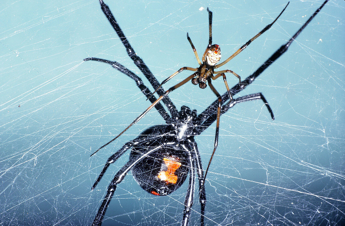 Female and Male Black Widow Spiders