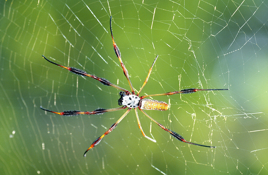 Female Golden Silk Spider