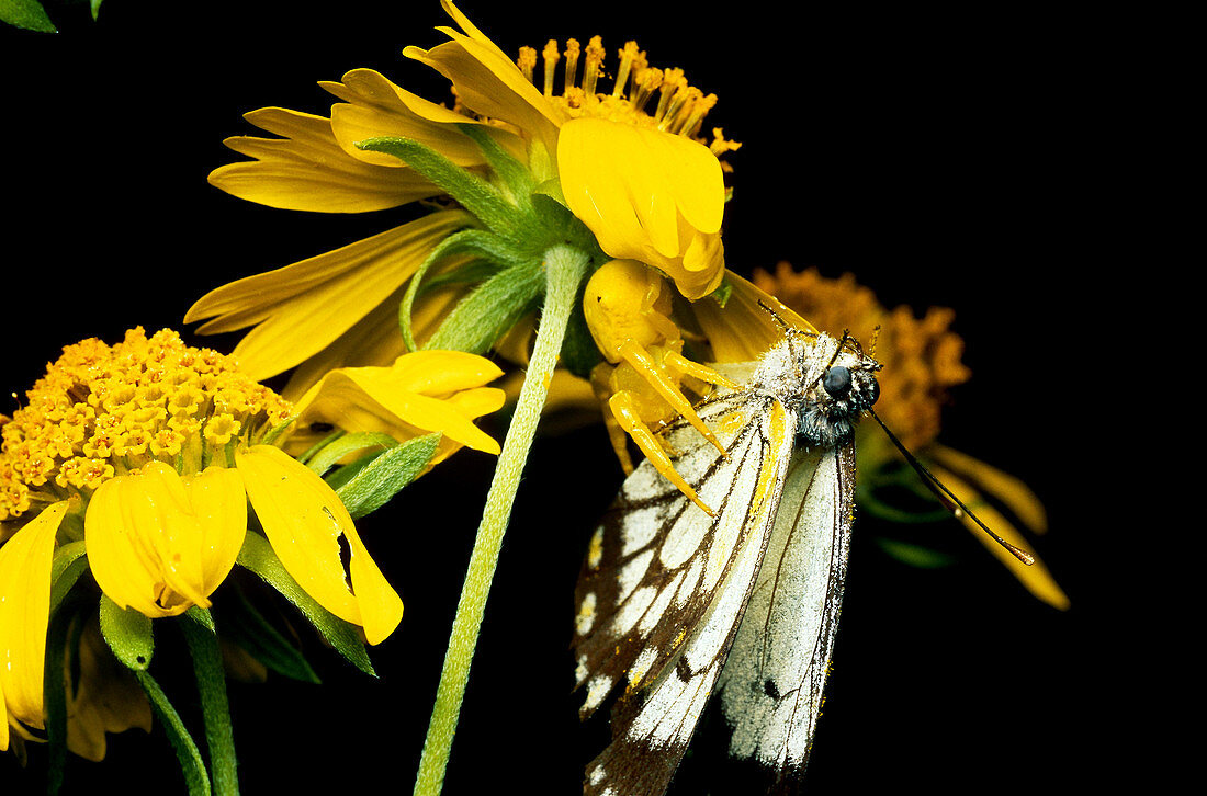 Camouflaged Crab Spider with butterfly