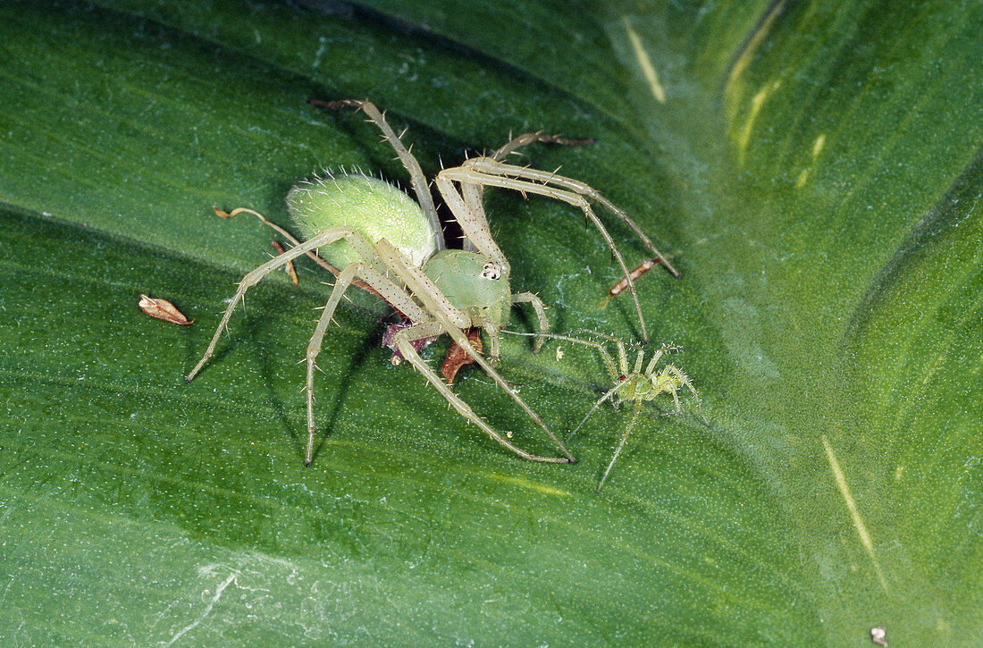 Green Lynx Spider