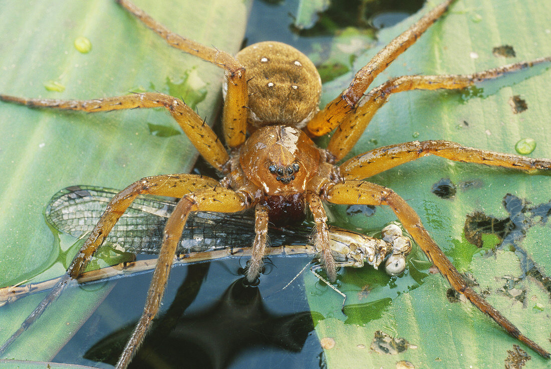 Fishing Spider with Damselfly prey