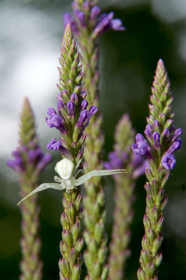 Crab Spider