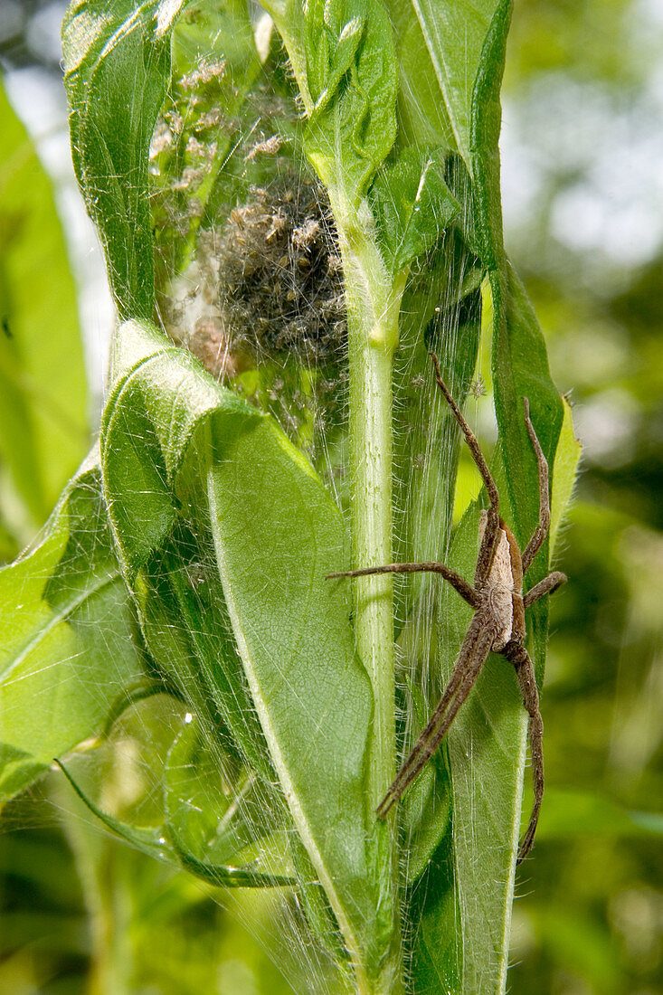 Nursery Web Spider