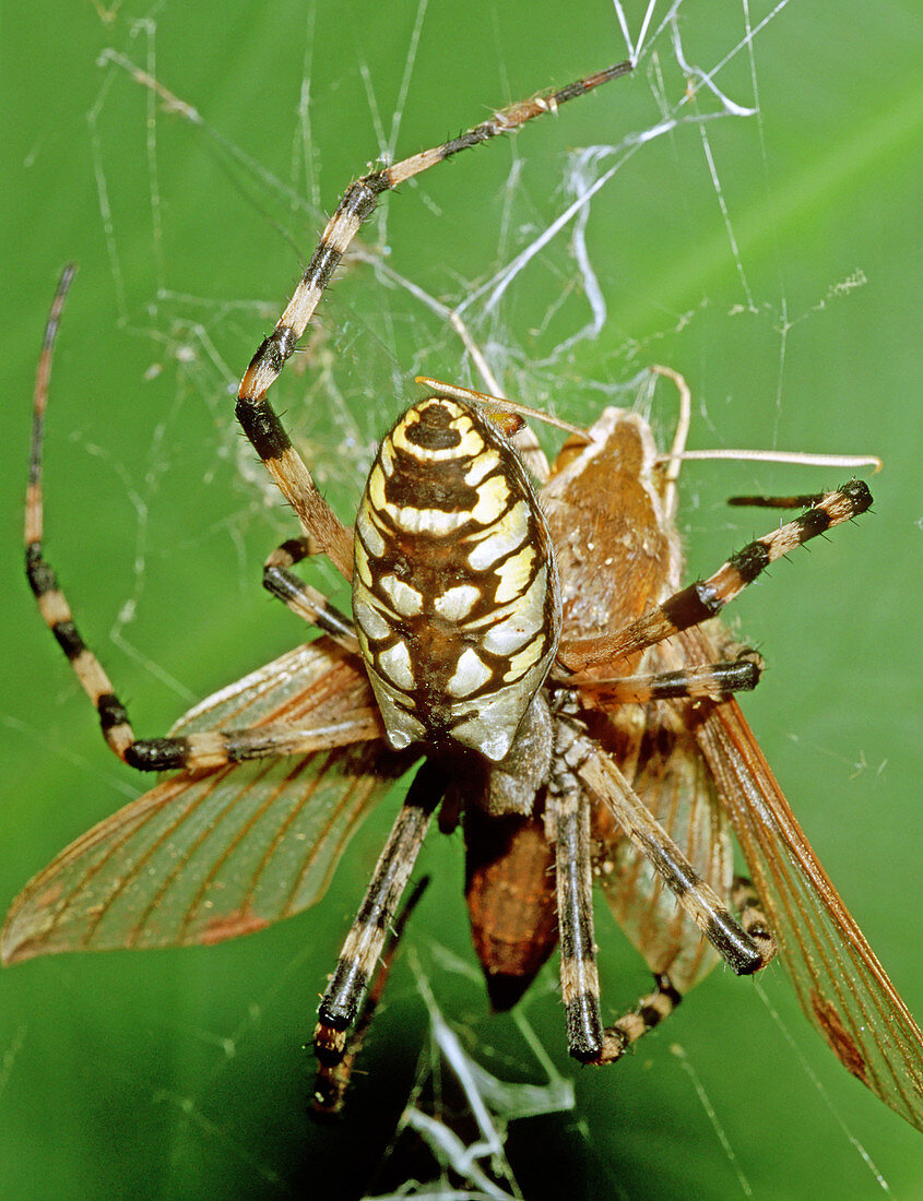 Spider Eating Moth