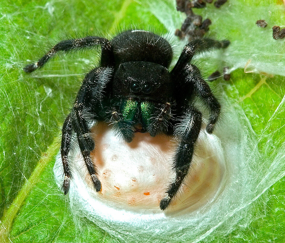 Jumping Spider