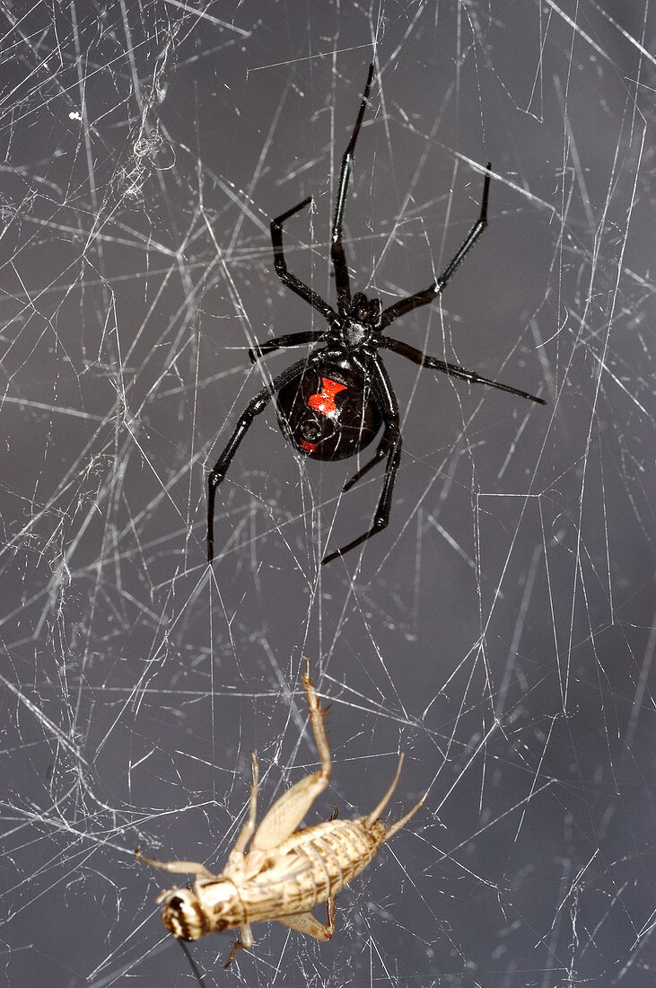 Black Widow Spider