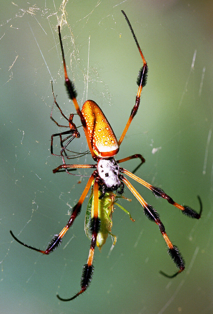 Male and female Silk Spiders with prey