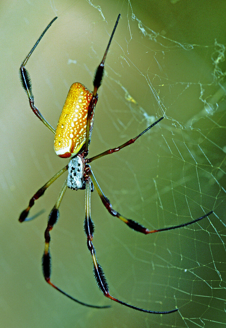 Female Golden Silk Spider (Nephila clavipes)