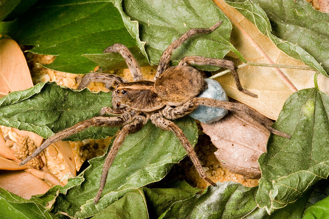 Carolina Wolf Spider with egg sac
