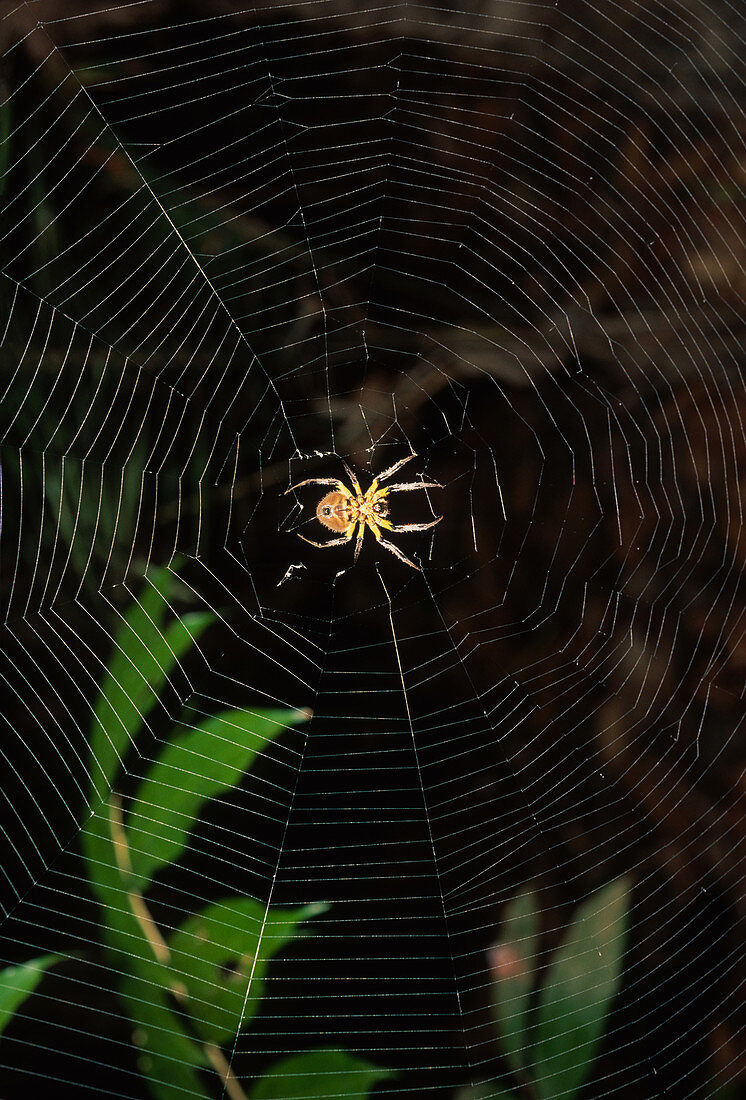 Orb-Weaving Spider