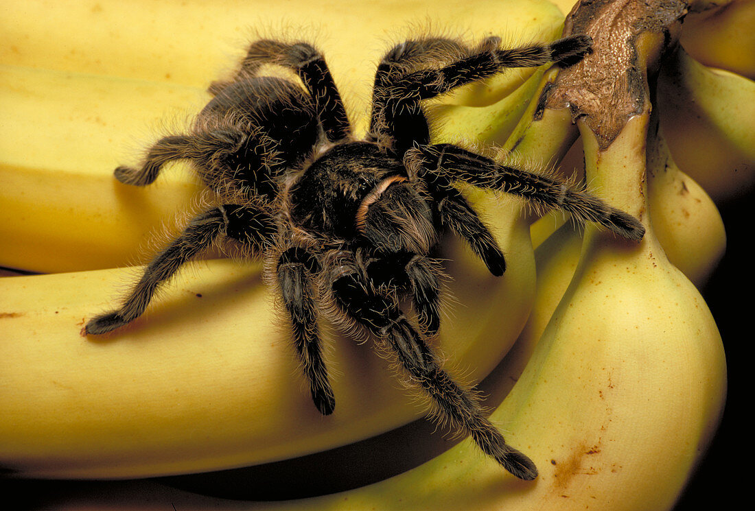 Honduran tarantula