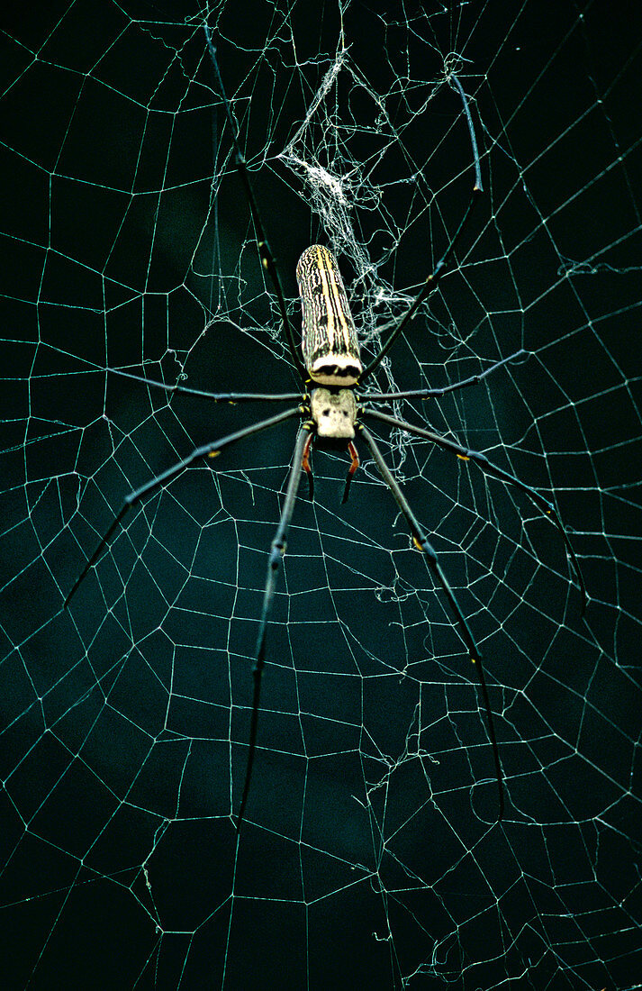 Golden Orb Web spider (Nephila sp)