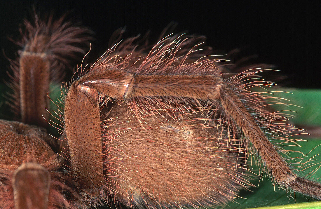 Goliath Bird-eating Spider Abdomen