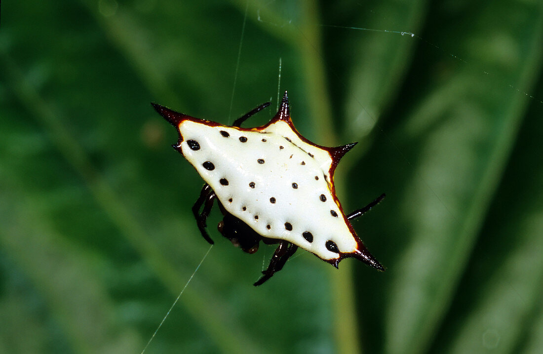 Spiny Orb-weaver Spider