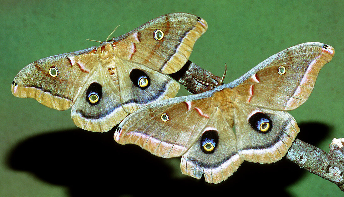 Polyphemus Moths