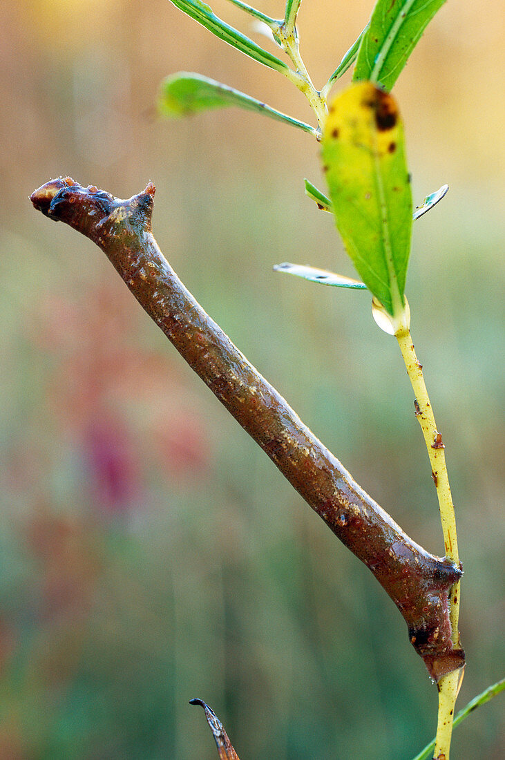 Maple Spanworm Caterpillar