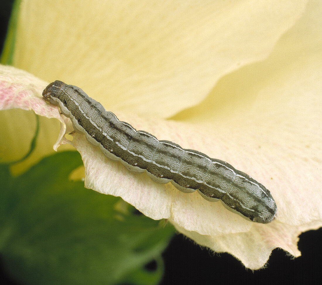 Armyworm caterpillar