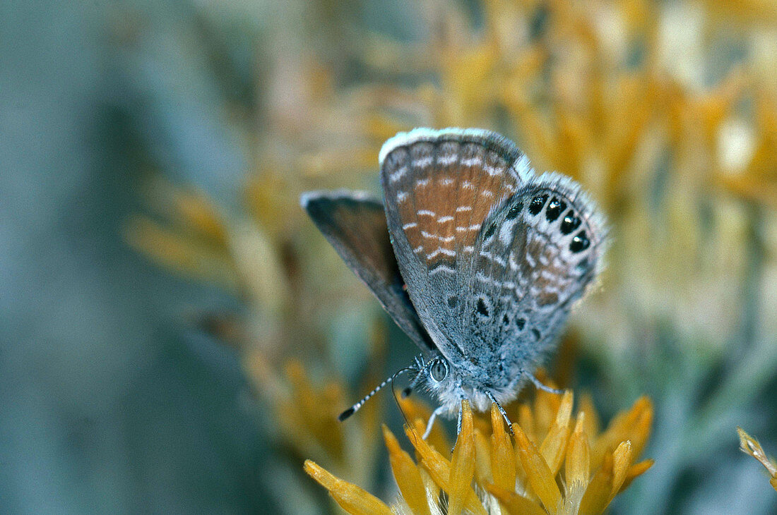 Western Pygmy Blue Butterfly on flower