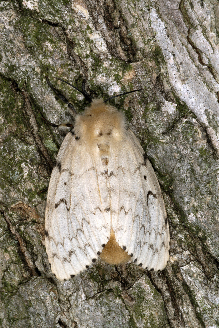 Gypsy moth female laying eggs