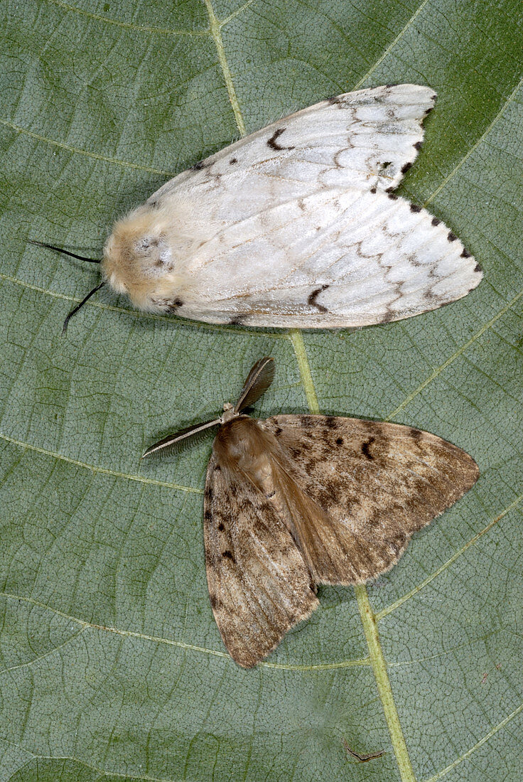 Gypsy moth female and male adults