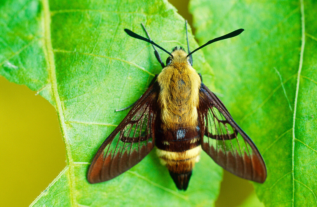 Bumblebee Moth