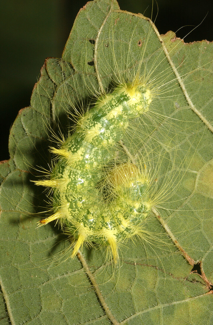 Ruddy Dagger Moth Caterpillar