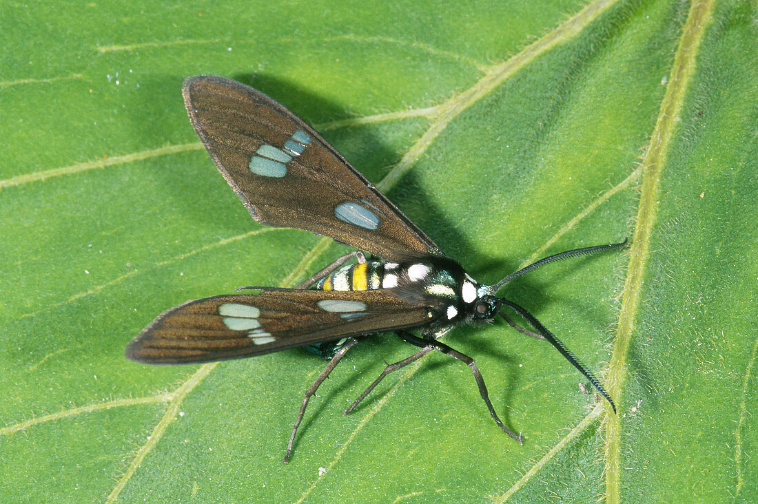 'Tropical Ctenuchid Moth,Ecuador'