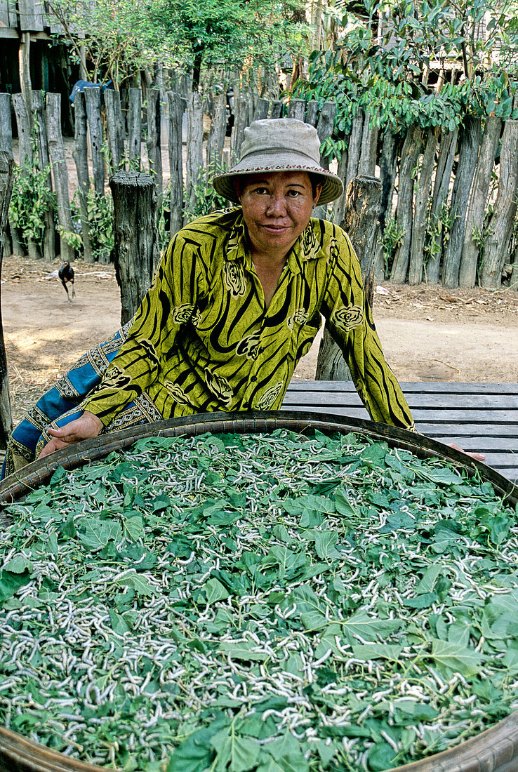 Woman raising silkworms in Cambodia