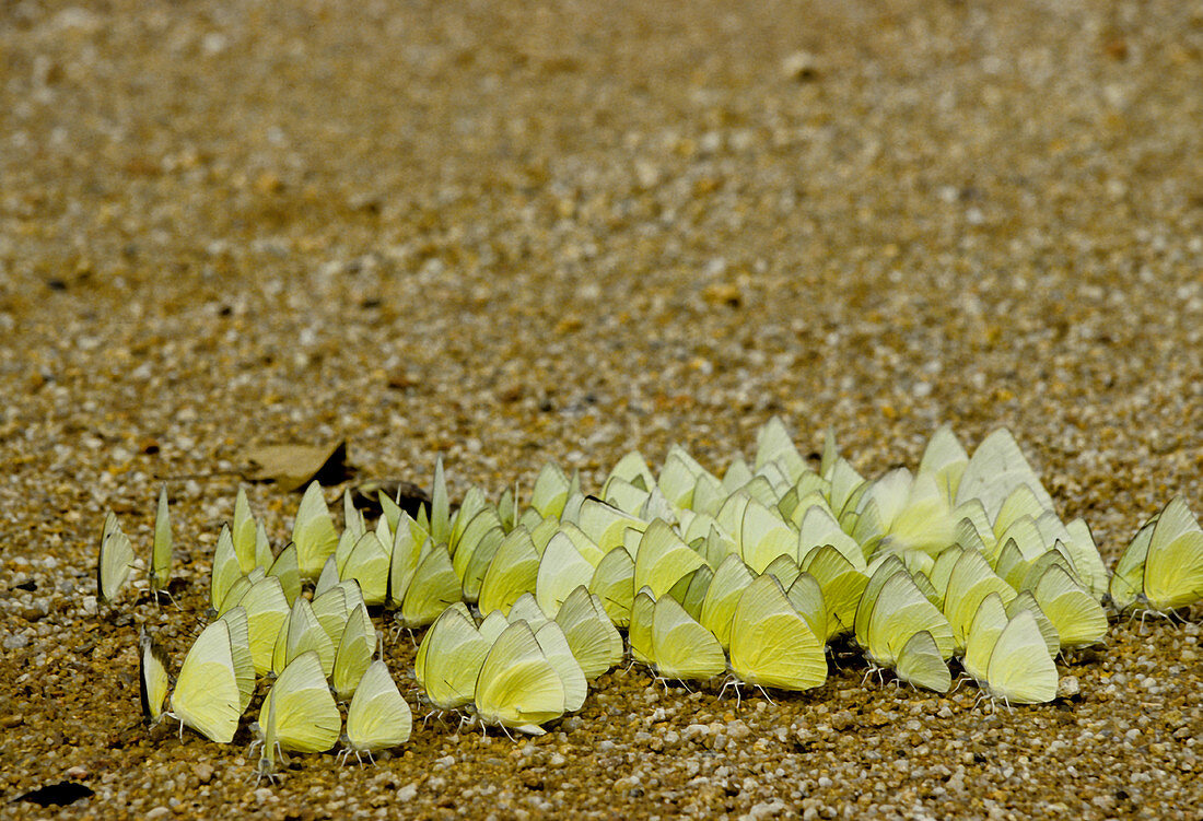 White and yellow butterflies