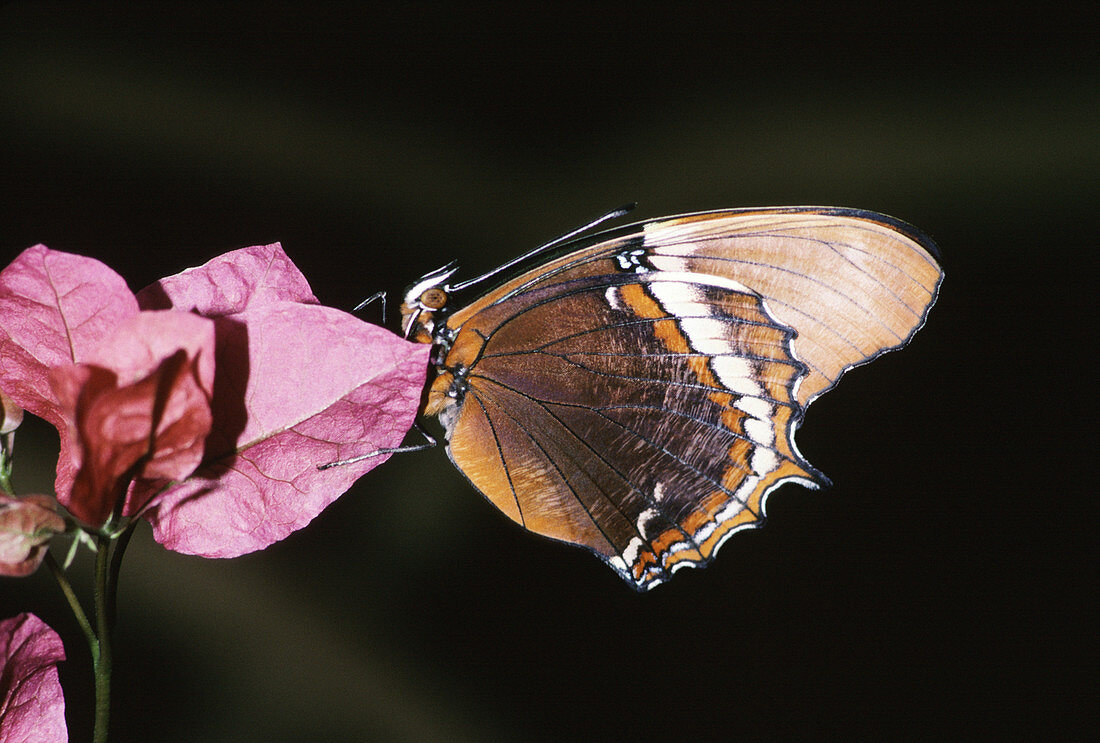 Brown Tipped Page Butterfly