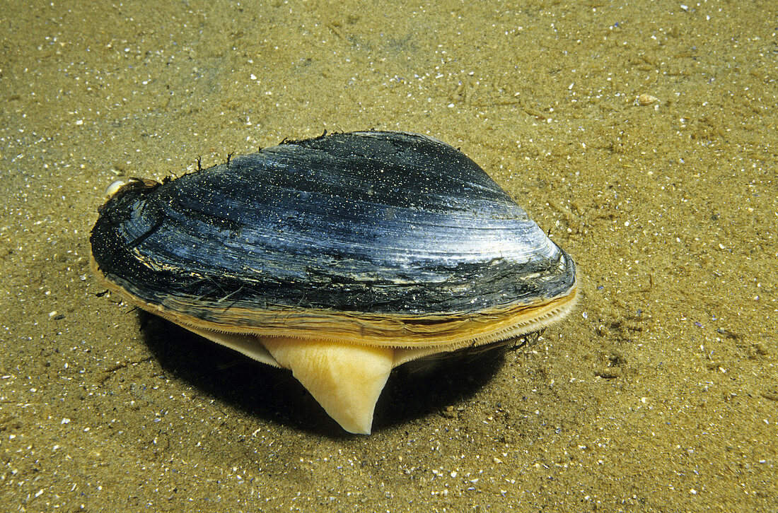 Surf Clam