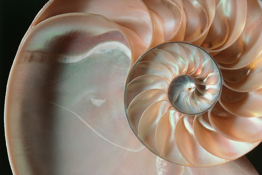 Section through a nautilus shell (Nautilus sp.)