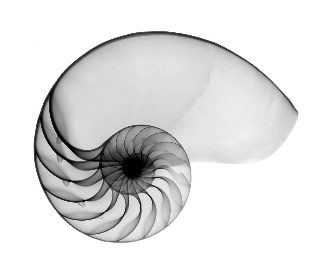 X-ray of nautilus