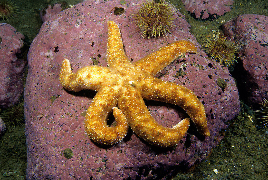 Polar Sea Star (Leptasterias polaris)