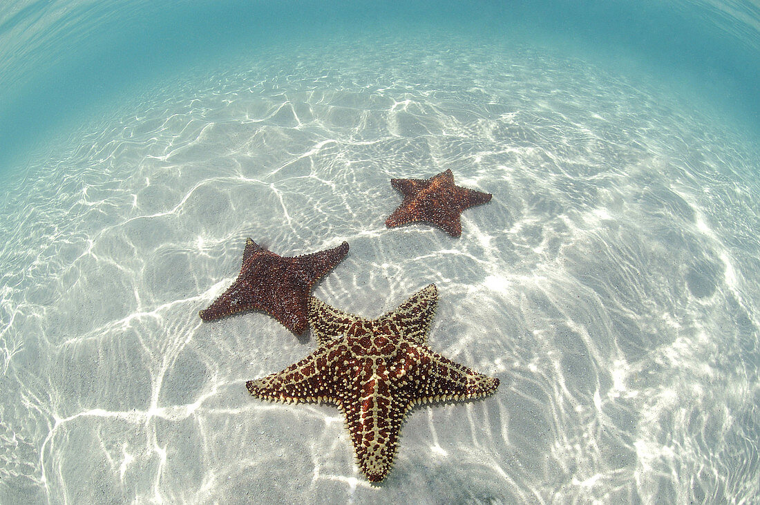 Cushion Sea Stars