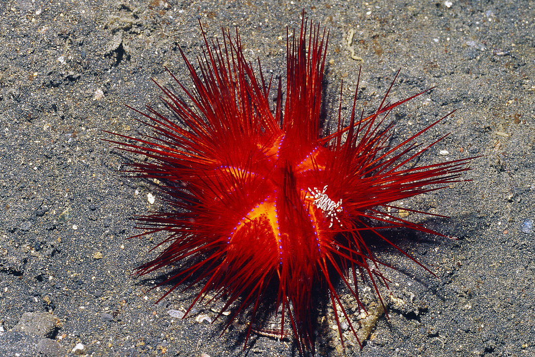 Sea urchin (Astropyga radiata)