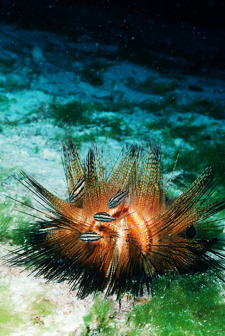 Sea Urchin