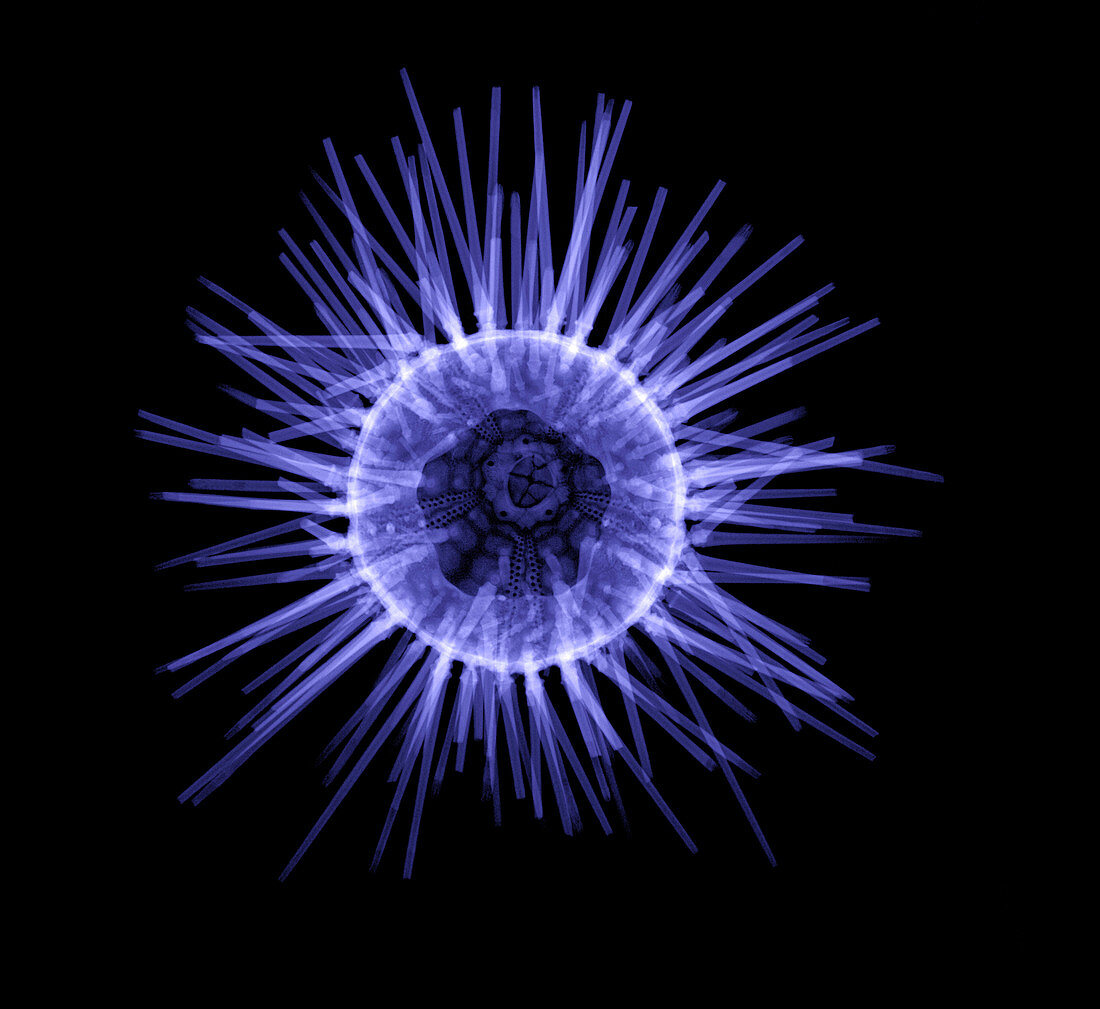Purple sea urchin,X-ray