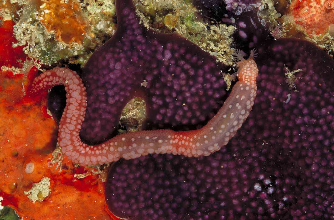 Sea cucumber