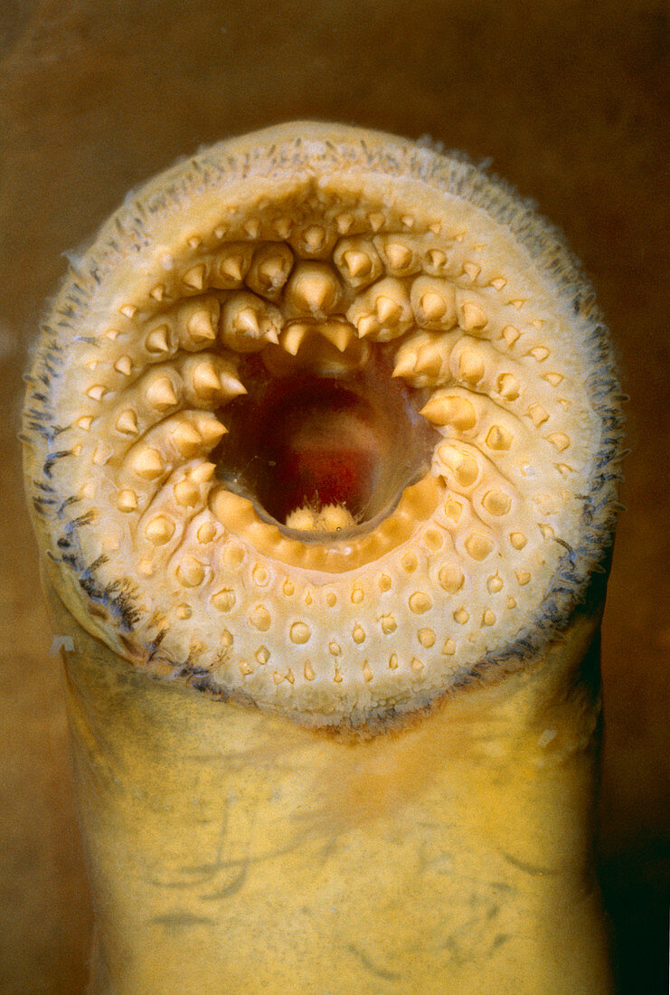 Lamprey's mouth