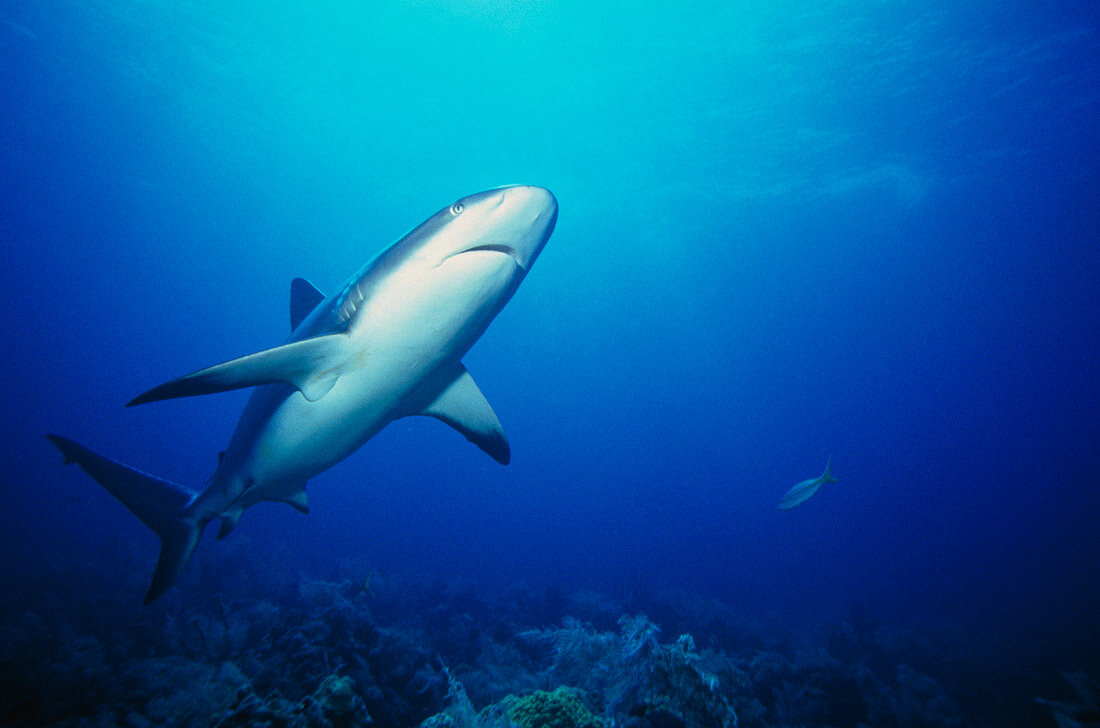 Caribbean reef shark,Carcharhinus springeri