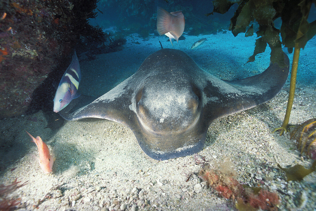 Eagle Ray with wrasse,eating