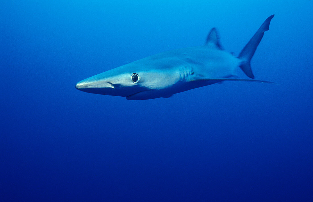 Blue Shark