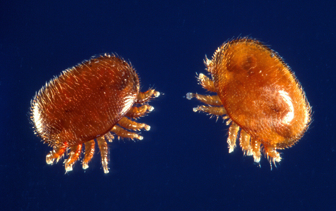 Varroa mites